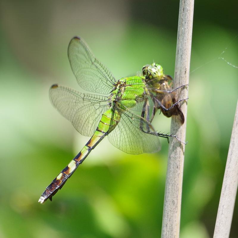 Photo of Eastern Pondhawk