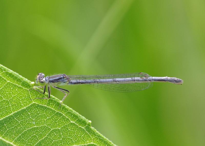 Photo of Eastern Forktail