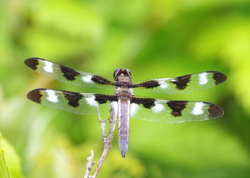 Photo of Twelve-spotted Skimmer
