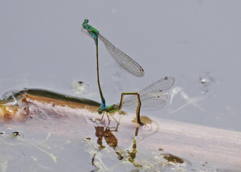 Photo of Sedge Sprite