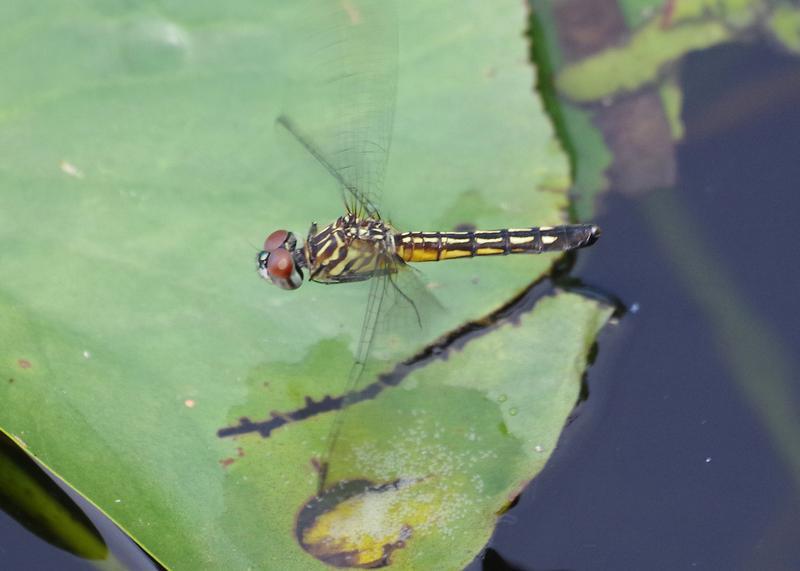 Photo of Blue Dasher