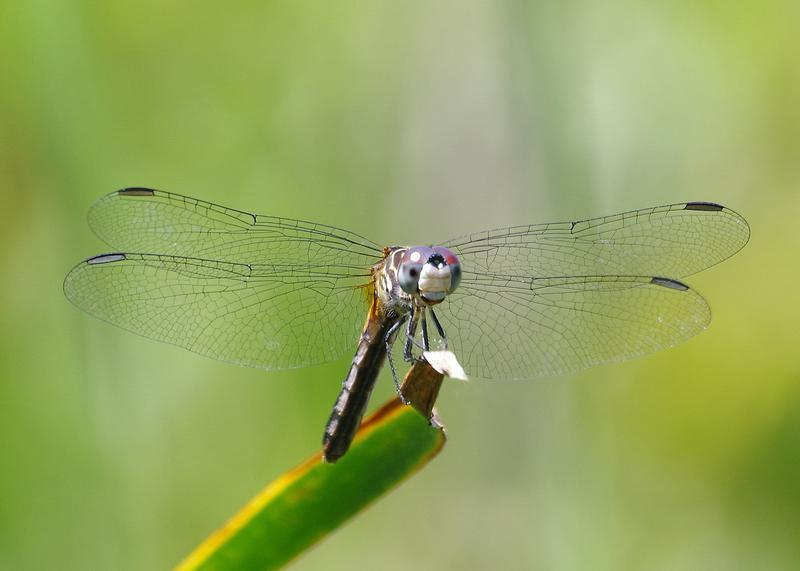 Photo of Blue Dasher