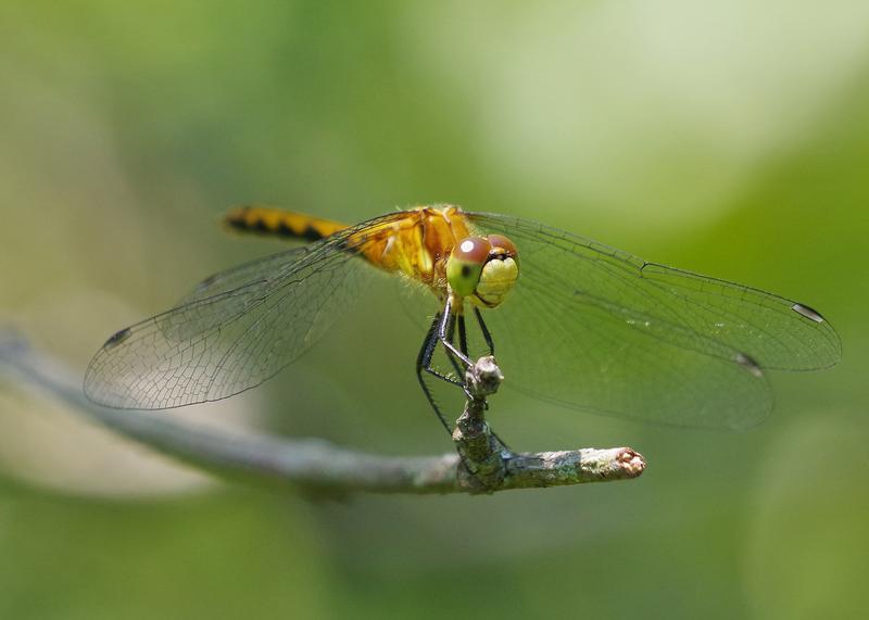 Photo of White-faced Meadowhawk