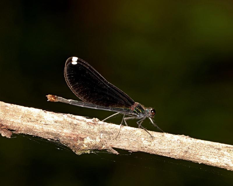 Photo of Ebony Jewelwing