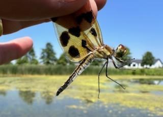 Photo of Halloween Pennant