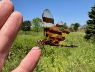 Photo of Halloween Pennant