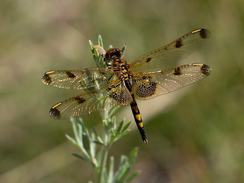 Photo of Calico Pennant