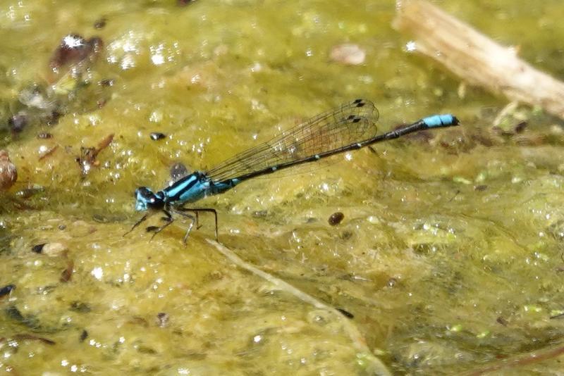 Photo of Skimming Bluet