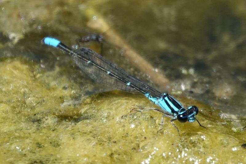 Photo of Skimming Bluet