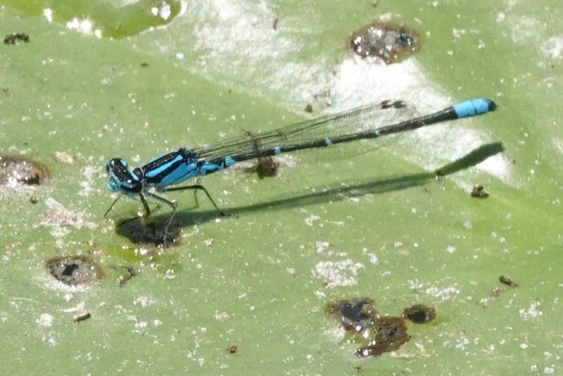 Photo of Skimming Bluet
