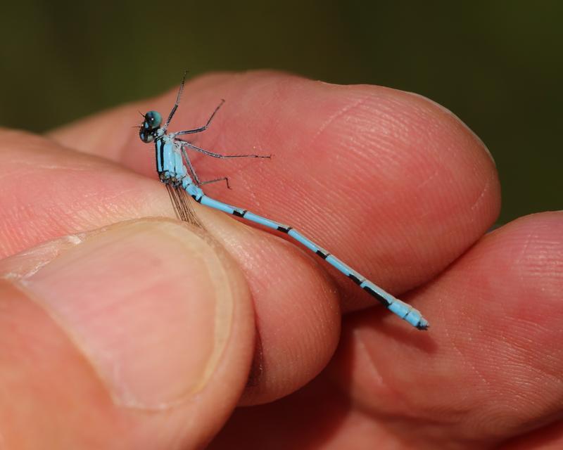 Photo of Hagen's Bluet