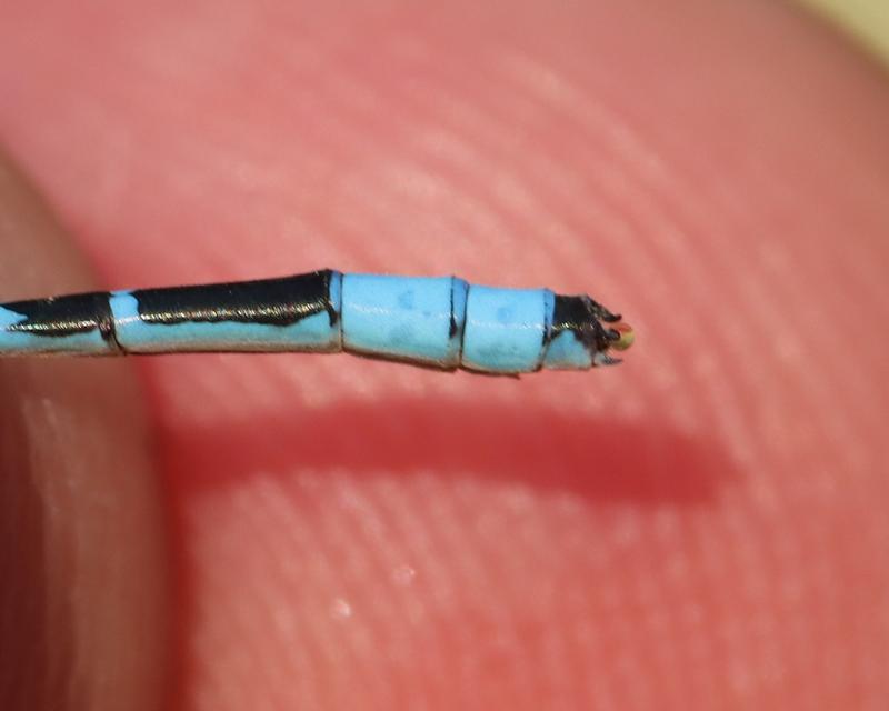 Photo of Hagen's Bluet