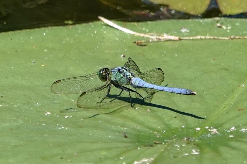 Photo of Eastern Pondhawk