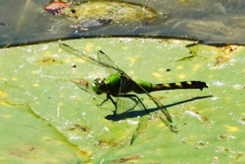 Photo of Eastern Pondhawk