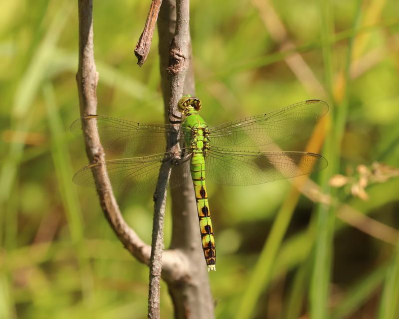 Photo of Eastern Pondhawk