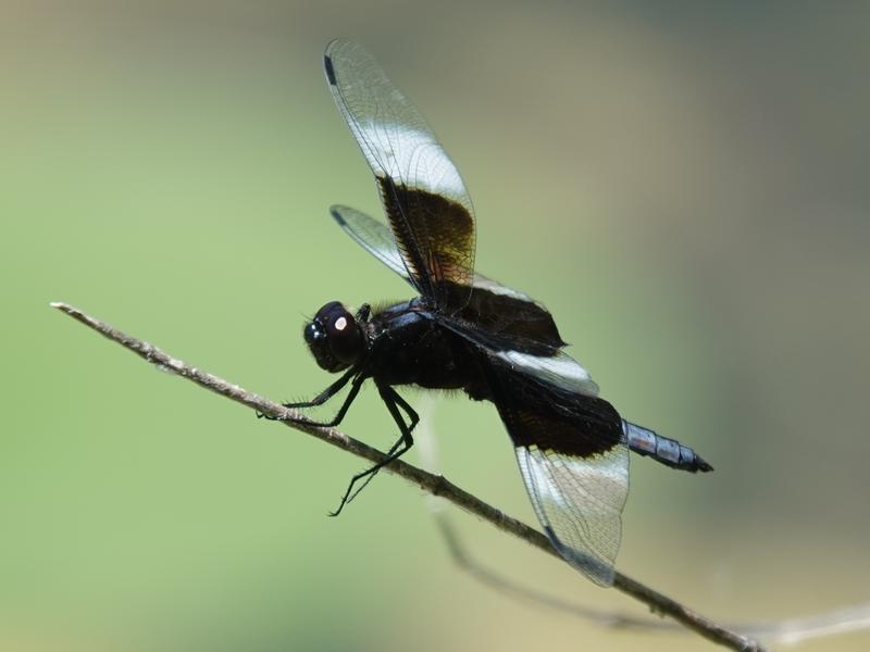 Photo of Widow Skimmer