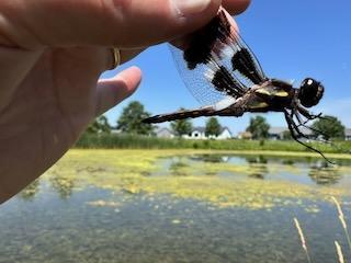 Photo of Twelve-spotted Skimmer