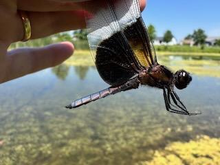 Photo of Widow Skimmer