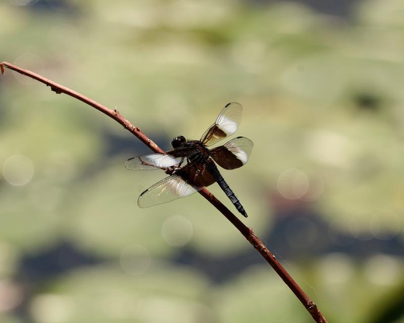 Photo of Widow Skimmer