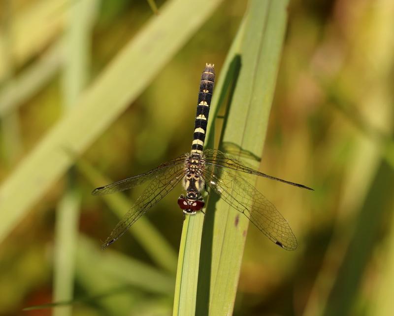 Photo of Elfin Skimmer