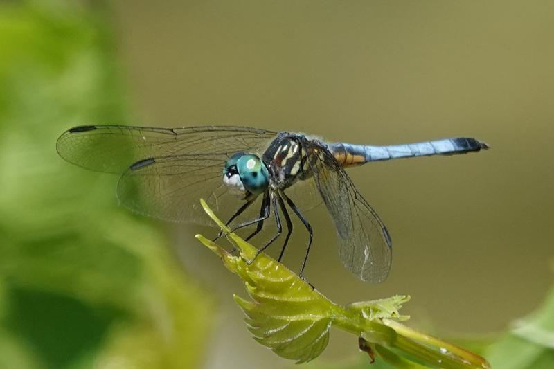 Photo of Blue Dasher