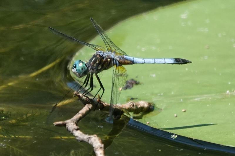 Photo of Blue Dasher