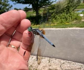 Photo of Blue Dasher