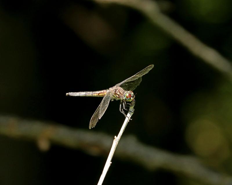Photo of Blue Dasher