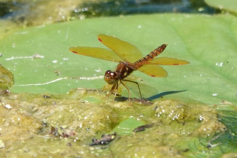 Photo of Eastern Amberwing