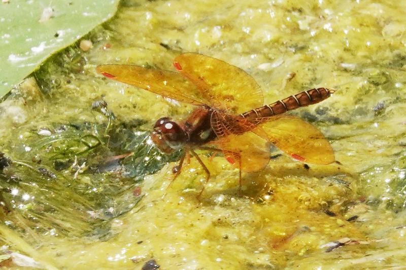 Photo of Eastern Amberwing
