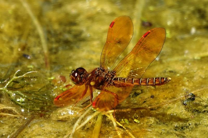 Photo of Eastern Amberwing