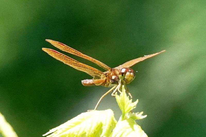 Photo of Eastern Amberwing