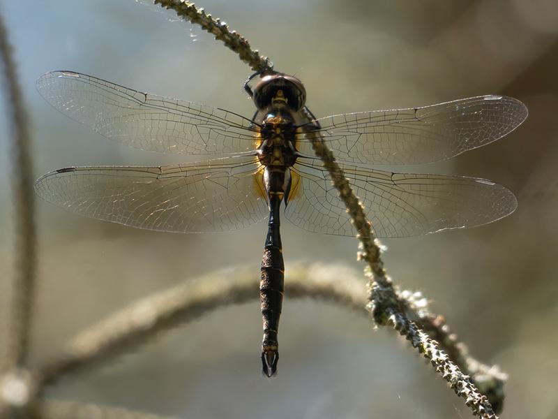 Photo of Brush-tipped Emerald
