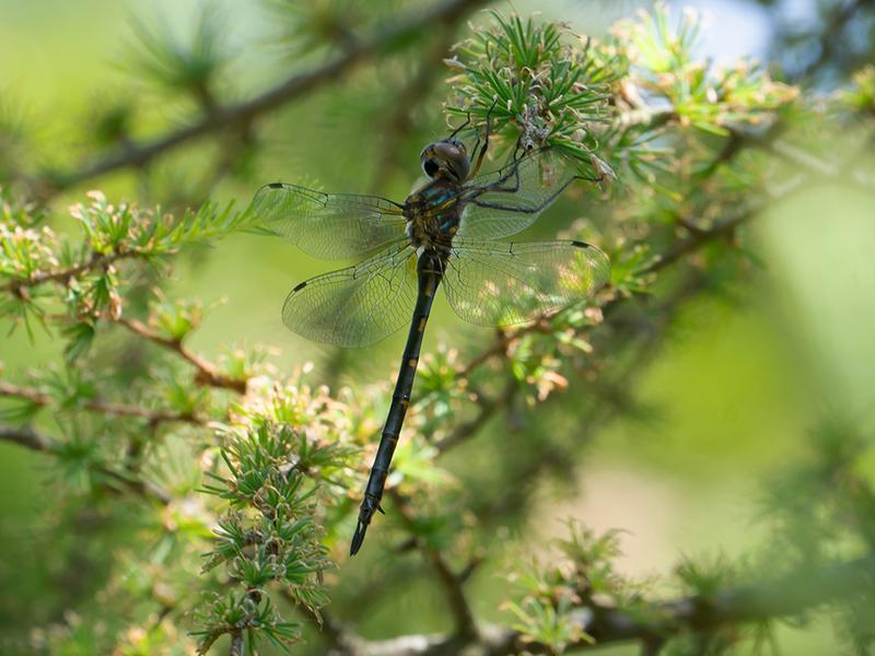 Photo of Williamson's Emerald