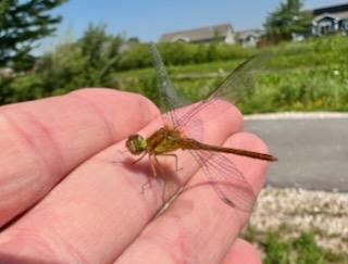 Photo of Autumn Meadowhawk