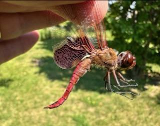 Photo of Red Saddlebags