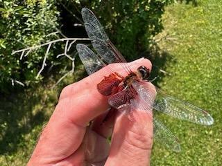 Photo of Red Saddlebags