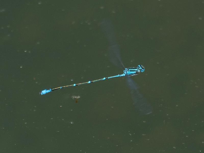 Photo of Stream Bluet