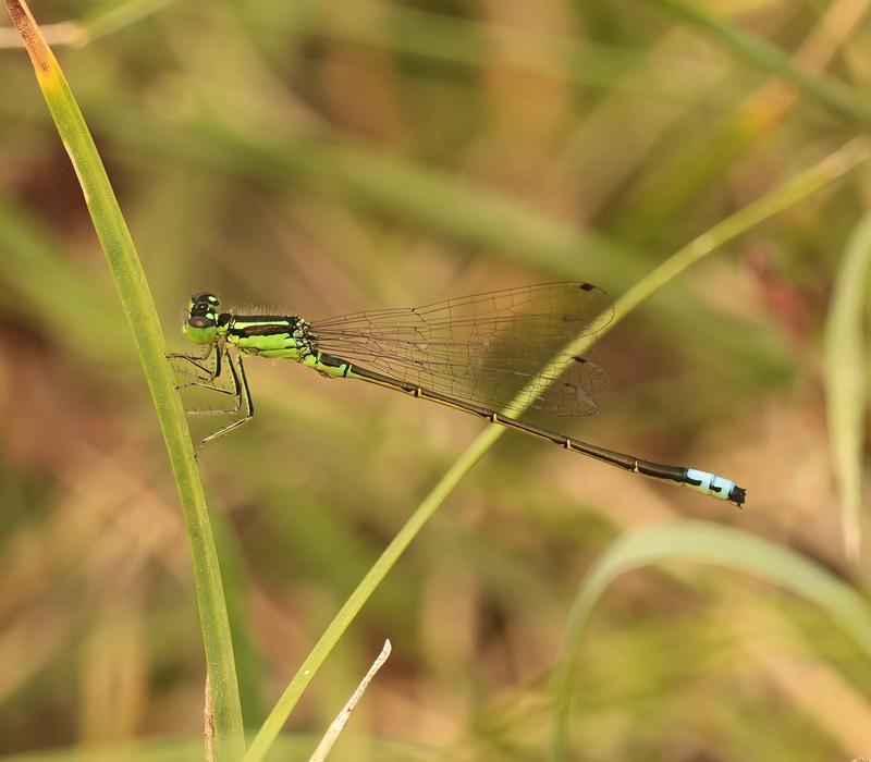 Photo of Eastern Forktail