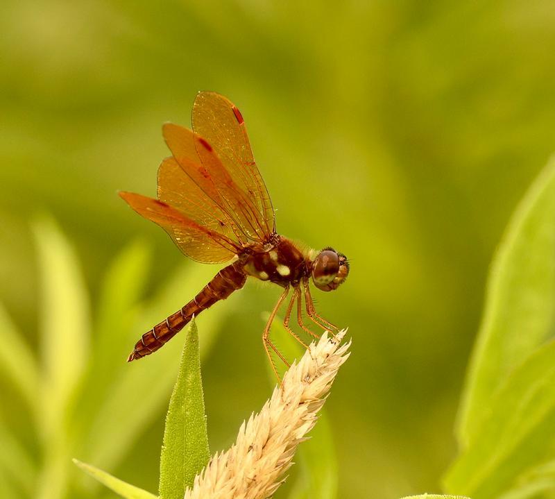 Photo of Eastern Amberwing
