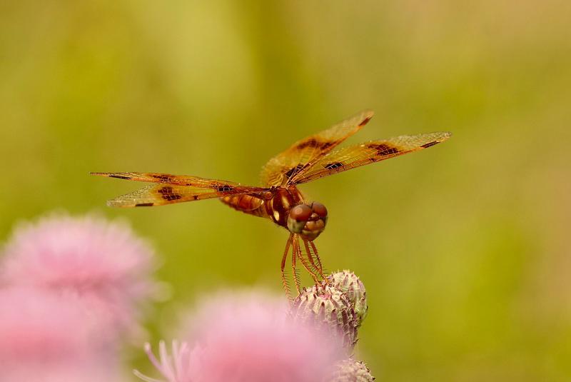 Photo of Eastern Amberwing