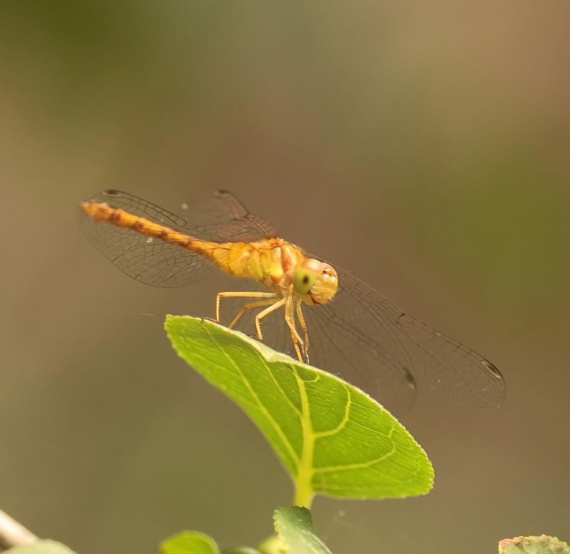 Photo of Autumn Meadowhawk