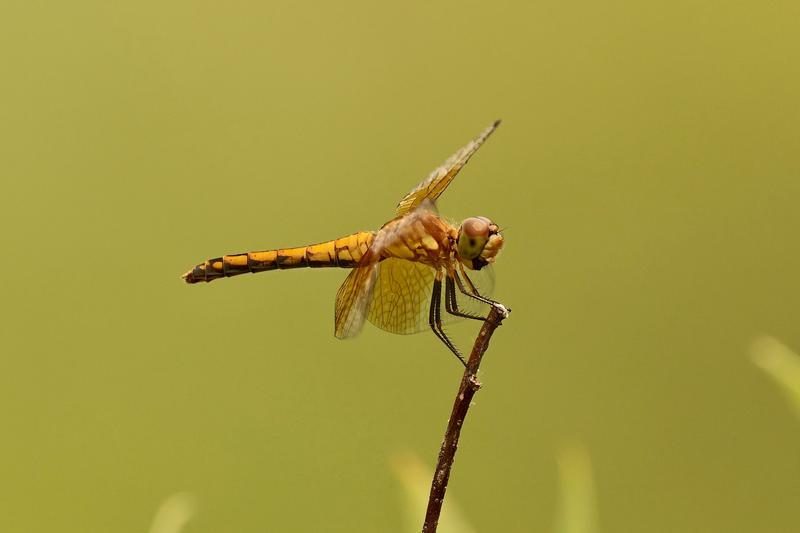 Photo of Band-winged Meadowhawk