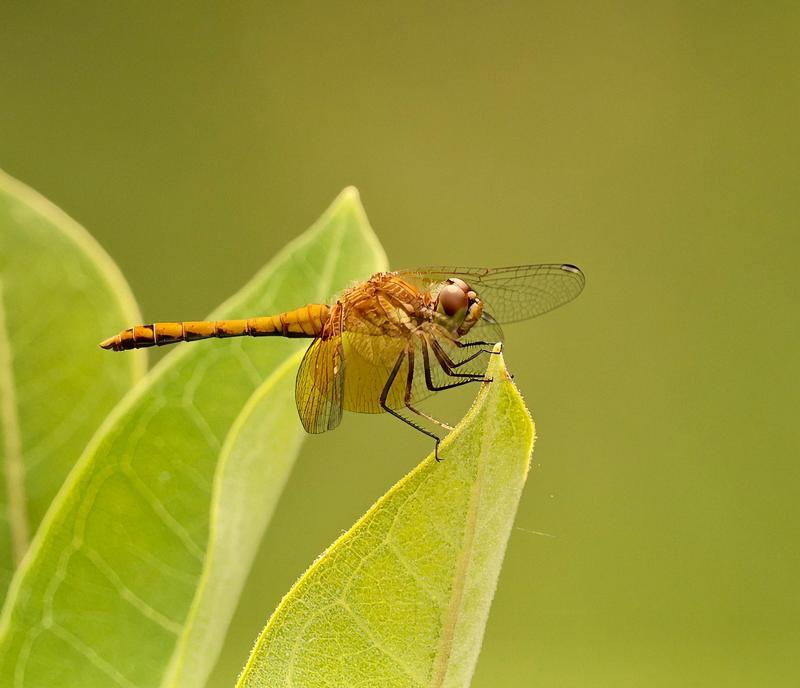 Photo of Band-winged Meadowhawk