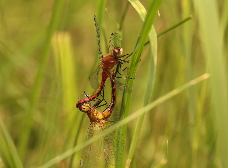 Photo of White-faced Meadowhawk