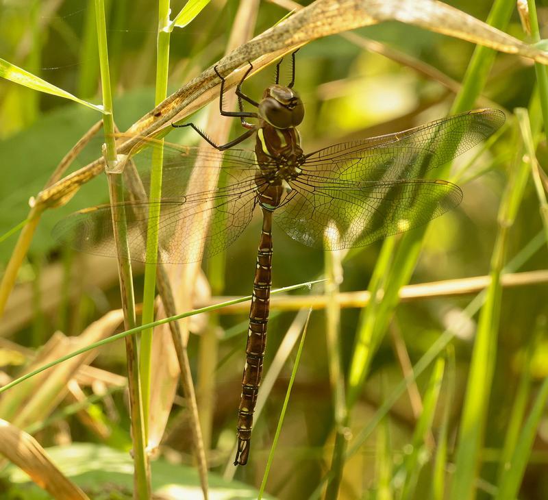 Photo of Shadow Darner