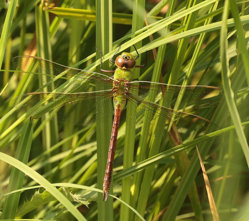 Photo of Common Green Darner