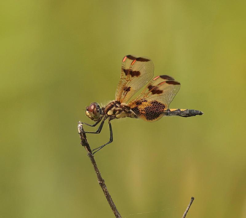 Photo of Calico Pennant