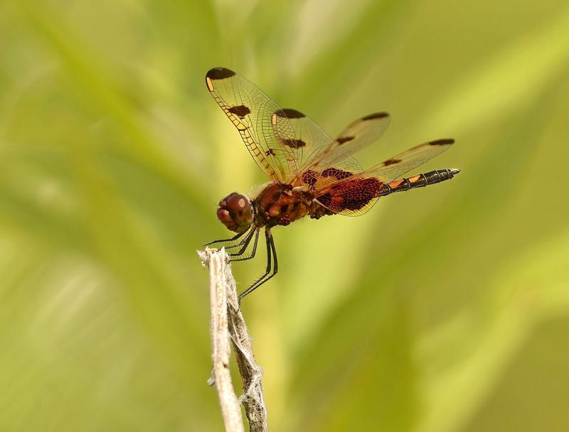 Photo of Calico Pennant