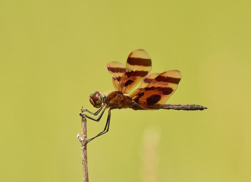 Photo of Halloween Pennant